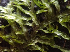 Orthorrhynchium elegans