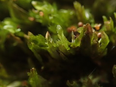 Orthorrhynchium elegans