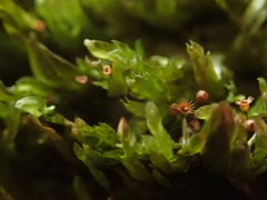 Orthorrhynchium elegans