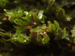 Orthorrhynchium elegans