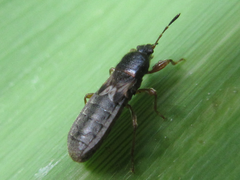Dimorphopterus pallipes