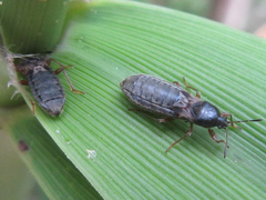 Dimorphopterus pallipes