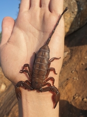 Hadogenes granulatus