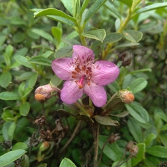 Rhododendron lepidotum