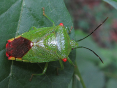 Acanthosoma labiduroides
