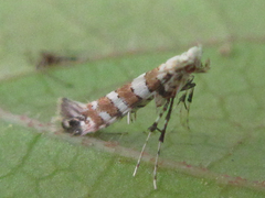 Spulerina corticicola