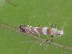 Spulerina corticicola