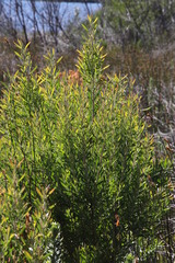 Leucadendron macowanii
