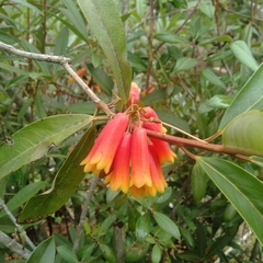 Rhododendron keysii