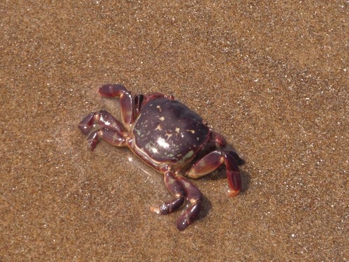 photo of Purple Shore Crab (Hemigrapsus nudus)