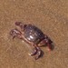 photo of Purple Shore Crab (Hemigrapsus nudus)