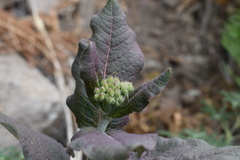 Asclepias hypoleuca