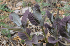 Asclepias hypoleuca