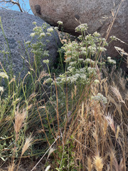 Eriogonum fasciculatum foliolosum