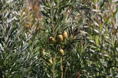 Leucadendron macowanii