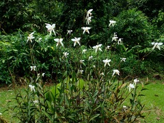 Bromheadia finlaysoniana