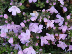 Thymus caespititius