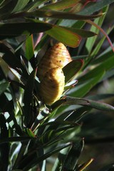 Leucadendron macowanii