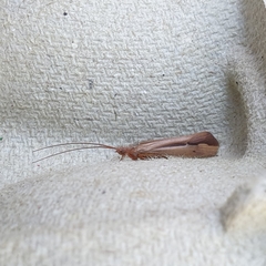 Limnephilus vittatus