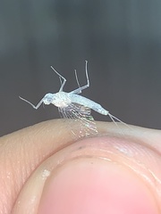 Maccaffertium terminatum