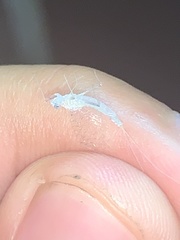 Maccaffertium terminatum