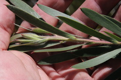 Leucadendron macowanii