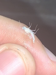 Maccaffertium terminatum