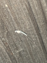 Maccaffertium terminatum