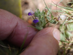 Hygrophila serpyllum