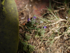 Hygrophila serpyllum