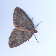 Hydriomena impluviata