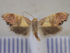 Eupselia callidyas