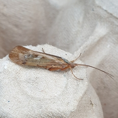 Limnephilus marmoratus