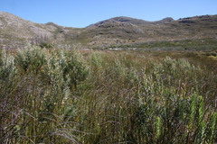 Leucadendron macowanii