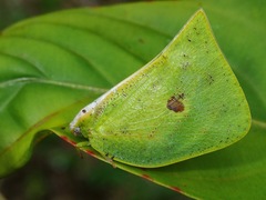 Scarpantina stigmatica