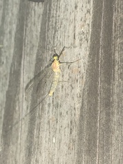 Stenacron interpunctatum heterotarsale