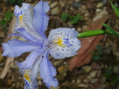 Iris formosana, photograph (c) Jacy Chen, some rights reserved (CC BY)