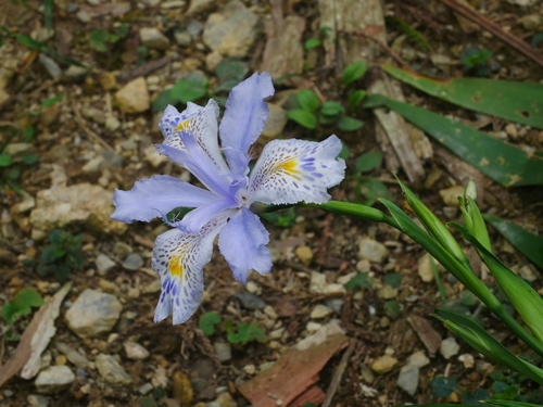Image of Iris formosana by (c) Jacy Chen, some rights reserved (CC BY)