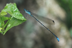 Caconeura ramburi