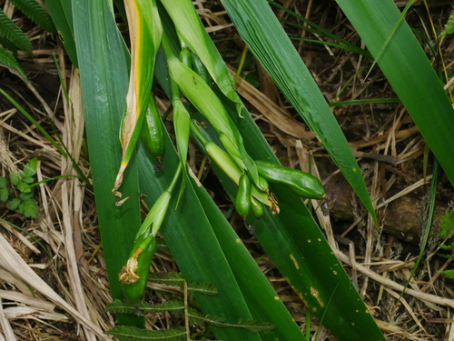 Image of Iris formosana by (c) Jacy Chen, some rights reserved (CC BY)