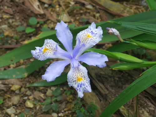 Iris formosana, photograph 4