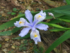 Iris formosana, photograph (c) Jacy Chen, some rights reserved (CC BY)