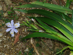 Iris formosana, photograph (c) Jacy Chen, some rights reserved (CC BY)