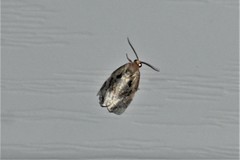 Archips grisea
