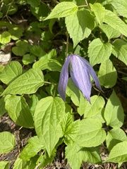 Clematis occidentalis grosseserrata