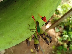 Anisoscelis foliaceus