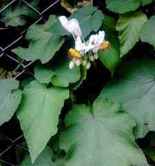 Sparrmannia