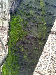 Prunus avium