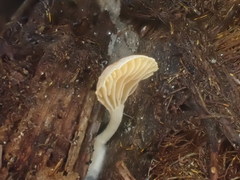 Panellus ligulatus
