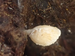 Panellus ligulatus